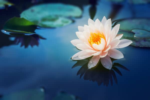 Apps make learning to meditate easy: 5 to try